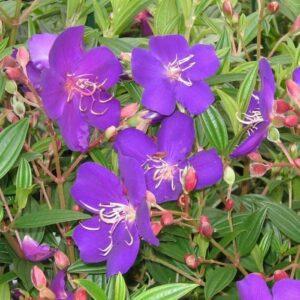 Tibouchina 'Jazzie' Lasiandra in a 7" pot features five-petaled purple flowers with striking white stamens, green leaves, and red buds, creating a vibrant and attractive display.