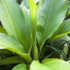 Close-up of the Tumeric plant in a 5" pot, featuring large green leaves adorned with glistening water droplets.
