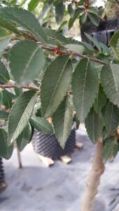 Close-up of green serrated leaves on an Ulmus 'Todd' Chinese Elm branch, with a background of similar plants in black containers, each in a 13" pot.