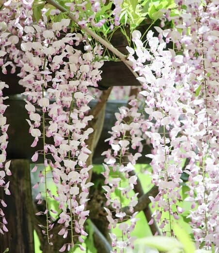 Wisteria carnea 'Pale Pink Wisteria'