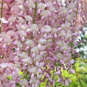 Wisteria carnea 'Pale Pink Wisteria'