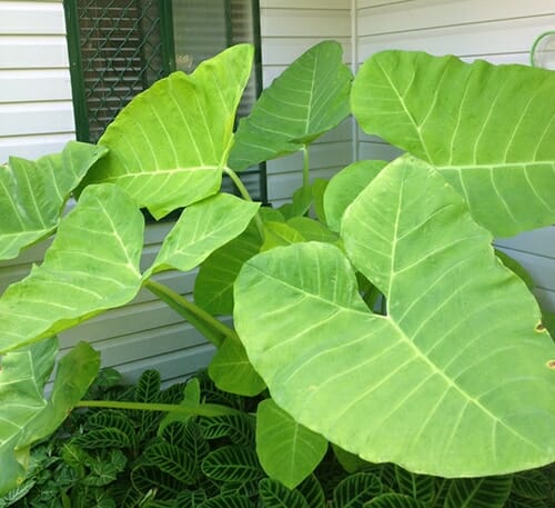 Xanthosoma 'Lime Zinger' Elephant Ear 5'' Pot