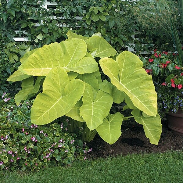 Xanthosoma 'Lime Zinger' Elephant Ear 5'' Pot