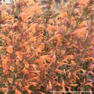 Orange flowers with slender petals and green stems, densely clustered in a 6" pot, echo the vibrant hues of Agastache 'Forever Summer Melon.'.