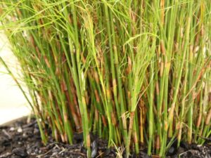 A close-up of Baloskian 'Tassel Cord Rush' in a 6" pot, featuring green stems emerging from dark soil.