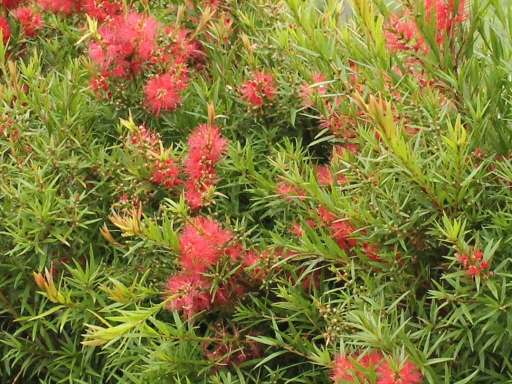 Callistemon 'Wildfire' Bottlebrush