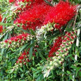 The Callistemon 'Wildfire' Bottlebrush, featured in a 10" pot, displays vibrant red flowers against lush green foliage, adding a bold splash of color to any garden.