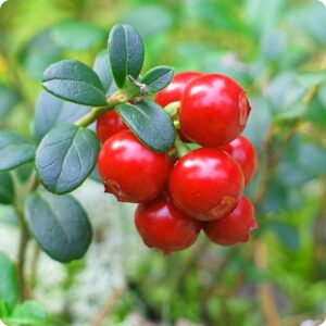 A vibrant cluster of Vaccinium 'Cranberry' Plant, showcasing bright red berries surrounded by lush green leaves, set against a blurred natural backdrop.
