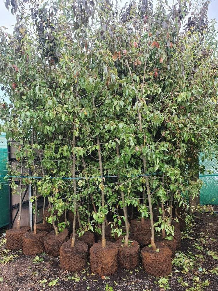 Pyrus 'Everscreen' Ornamental Pear 45L