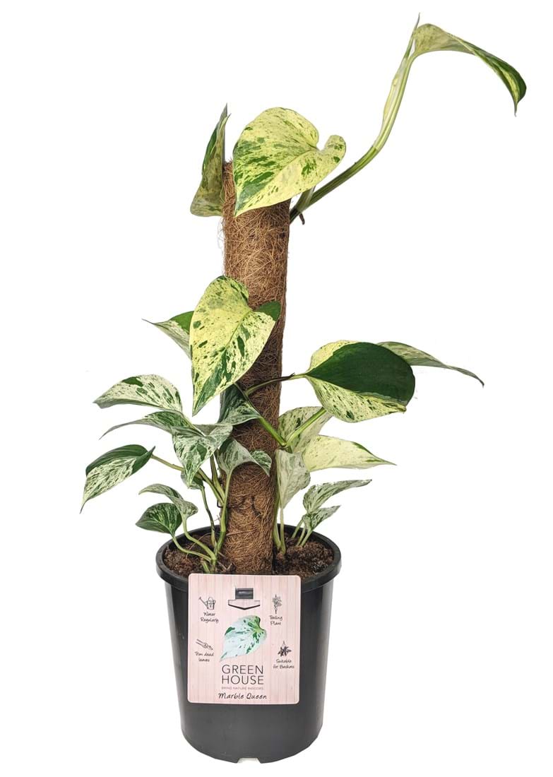 Epipremnum 'Marble Queen' Devil's Ivy Totem 7" Pot