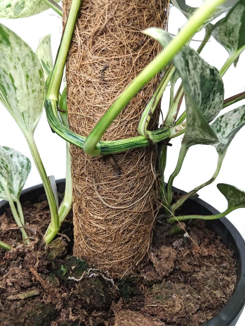 Epipremnum 'Marble Queen' Devil's Ivy Totem 7" Pot