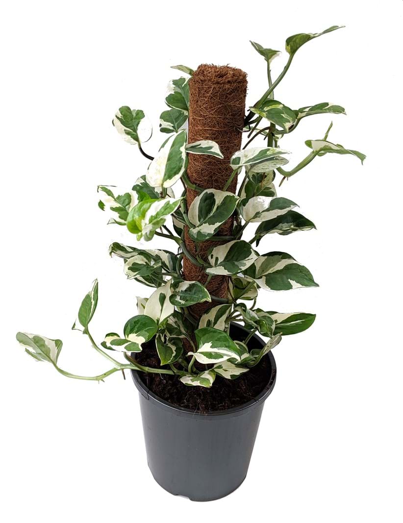 Epipremnum 'Snow Queen' Devil's Ivy Totem 7" Pot