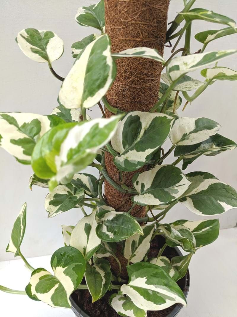 Epipremnum 'Snow Queen' Devil's Ivy Totem 7" Pot