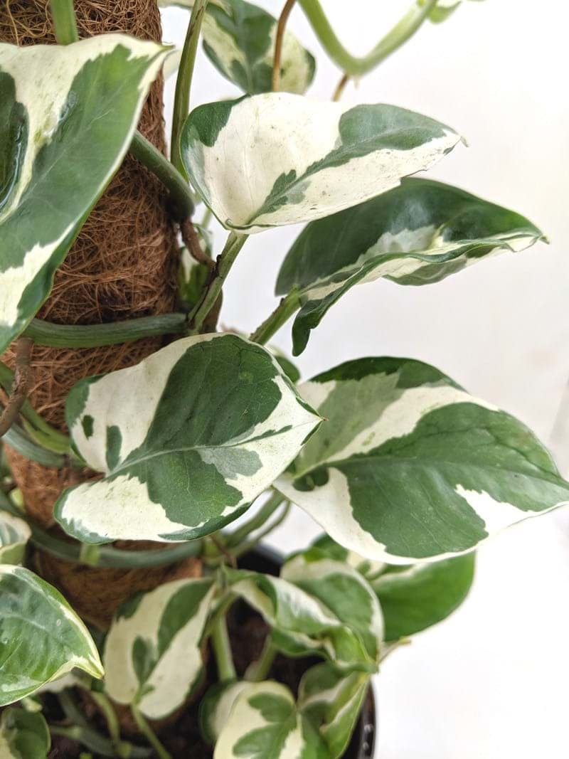 Epipremnum 'Snow Queen' Devil's Ivy Totem 7" Pot