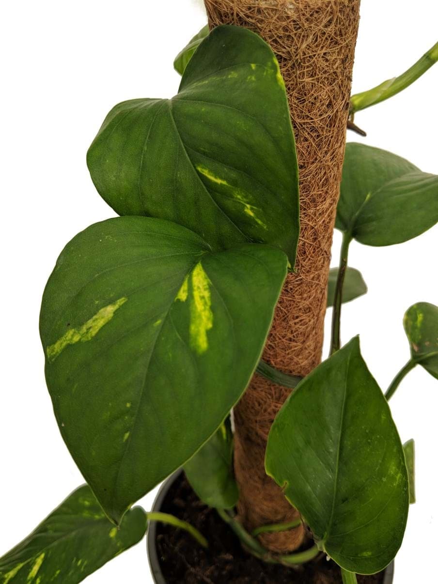 Epipremnum 'Devil's Ivy' Totem 7" Pot