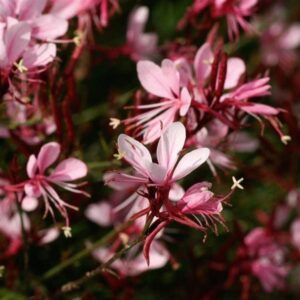 Close-up of Gaura BELLEZA® Compact Light Pink Butterfly Bush flowers with slender petals and red stems against a blurred green backdrop.