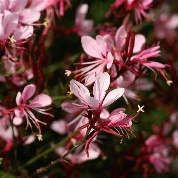 Close-up of Gaura BELLEZA® Compact Light Pink Butterfly Bush flowers with slender petals and red stems against a blurred green backdrop.