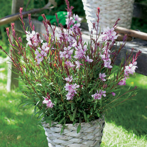 Gaura BELLEZA® 'Compact Light' Pink Butterfly Bush 6'' Pot
