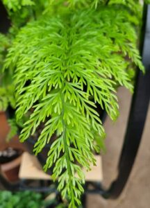 A close-up of a bright green Arachnoides 'Upside Down Fern' leaf, with intricate fronds, set against a softly blurred background.