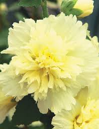 Close-up of a light yellow, ruffled double hollyhock flower in full bloom, reminiscent of the Hollyhock 'Spring Lemon' 4" Pot variety, set against a dark green leafy background.