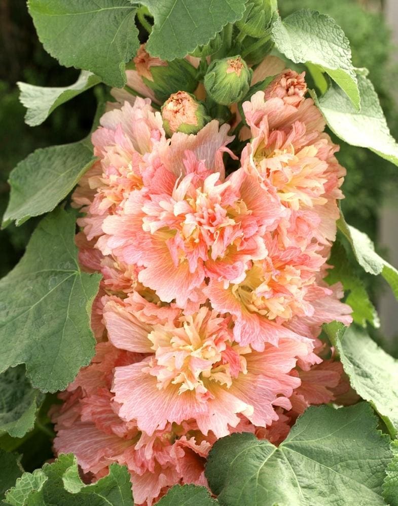 Hollyhock 'Spring Apricot' 4" Pot