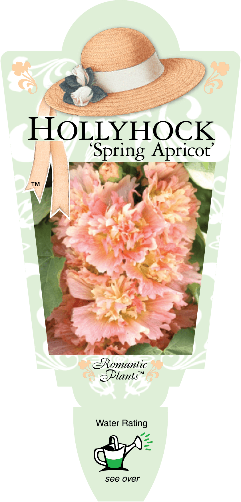 Hollyhock 'Spring Apricot' 4" Pot