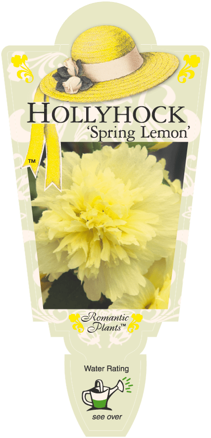 Hollyhock 'Spring Lemon' 4" Pot