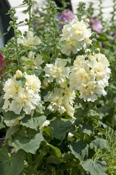 Hollyhock 'Spring Lemon' 4" Pot