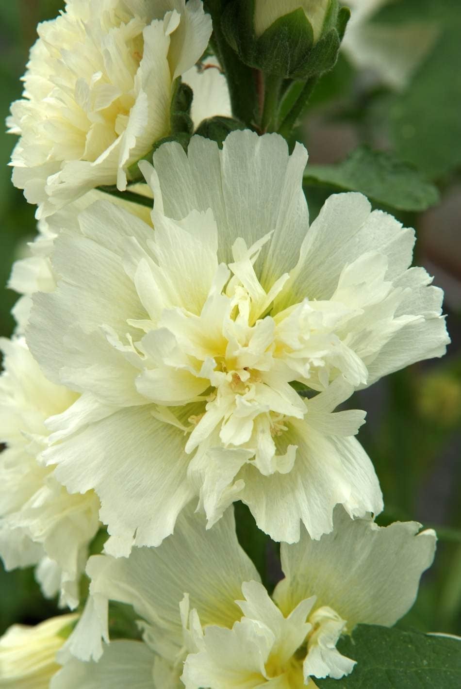 Hollyhock 'Spring Lemon' 4" Pot