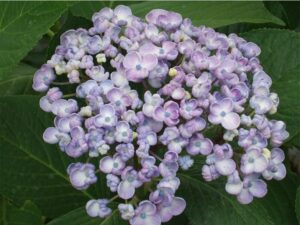Close-up of thriving Hydrangea 'Ayesha' flowers in purple and white, set against lush green leaves, in a 6" pot.