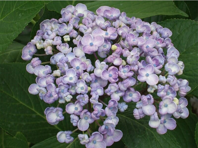 Close-up of thriving Hydrangea 'Ayesha' flowers in purple and white, set against lush green leaves, in a 6" pot.