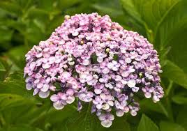 Hydrangea 'Ayesha'