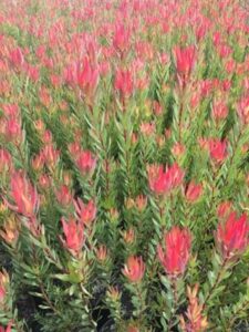 A breathtaking field of vibrant red protea with lush green foliage, reminiscent of Leucadendron 'Jack Harre' in a 6" pot, brings artistry to life. These beauties thrive alongside the graceful Leucadendron, creating a harmonious blend of nature's finest elements.