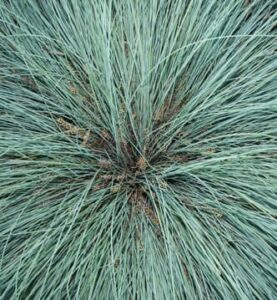 A close-up of dense, thin blades of Lomandra Highlight™ 'Silver Blue' radiating outward in a 6" pot.
