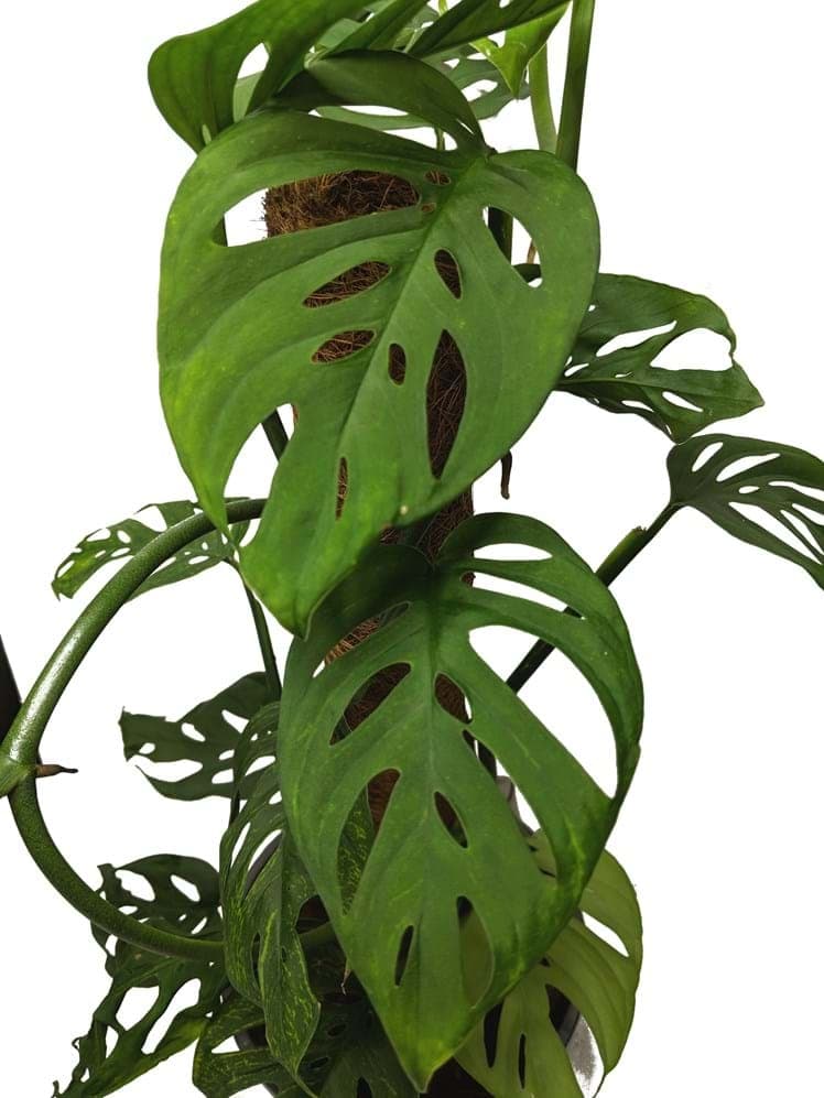 Monstera adansonii 'Swiss Cheese Plant'