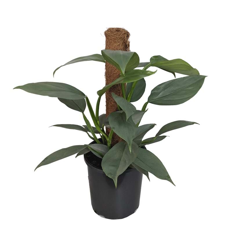 Philodendron 'Silver Sword' Totem 7" Pot