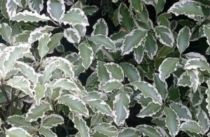 Pittosporum 'Variegated' features green leaves with white edges, densely clustered in a 10" pot.