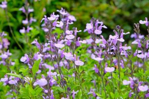 The Salvia Mirage™ 'Violet' grows in a 15cm pot, showcasing clusters of light purple flowers and green leaves, perfect for outdoor settings with lush greenery in the background.