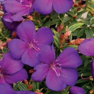 The Tibouchina 'Groovy Baby' Lasiandra, available in a 6" pot, showcases vibrant purple flowers with five petals, set amidst lush green leaves and striking red buds.