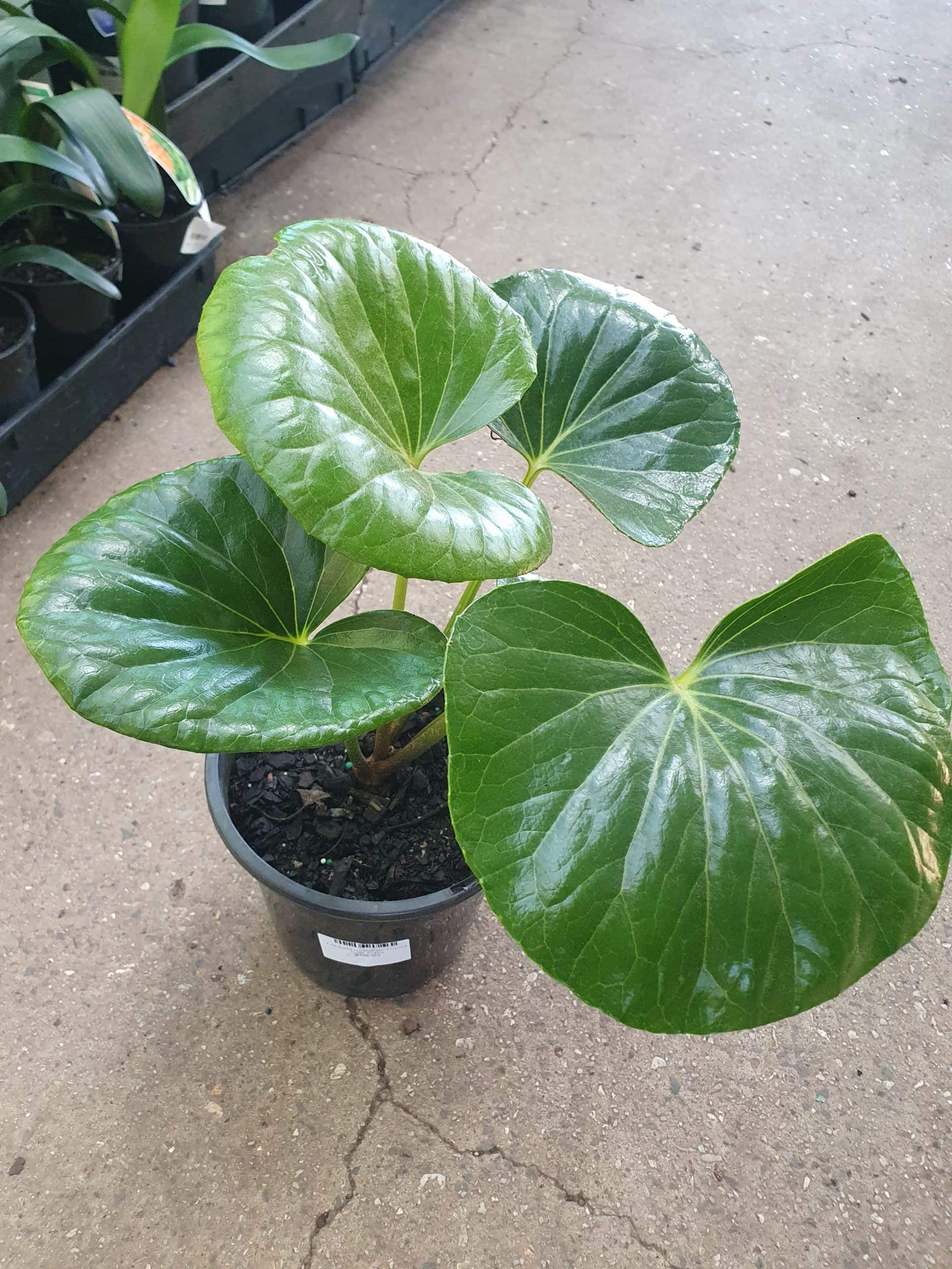 Ligularia 'Tractor Seat' 8" Pot