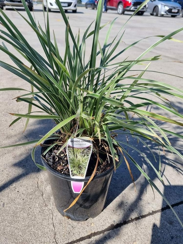 Ophiopogon Mondo Grass 'Variegated' 7" Pot
