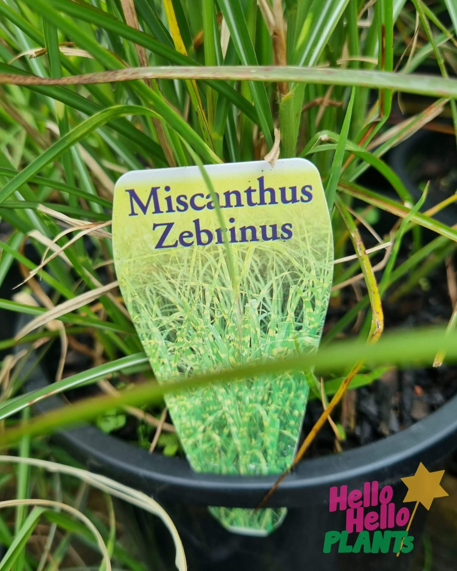 Miscanthus 'Zebra Grass' 6" Pot
