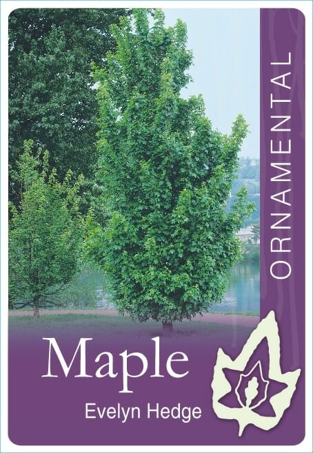 Acer campestre 'Evelyn Hedge' Maple