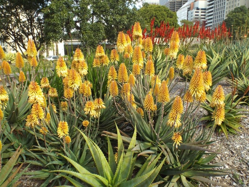 Aloe 'Moonglow™' in a 7" pot, along with other yellow and red flowering aloes, flourishes in the garden amidst city buildings and trees.