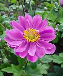 Close-up of Anemone 'Double Pink' Windflower 6" Pot, featuring its vibrant yellow center among lush green leaves and budding companions.