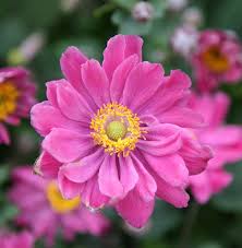Anemone 'Double Pink' Windflower 6" Pot