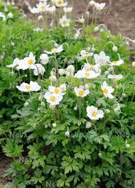 Anemone 'Madonna White' Windflower 6" Pot