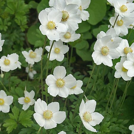 Anemone 'Madonna White' Windflower 6" Pot
