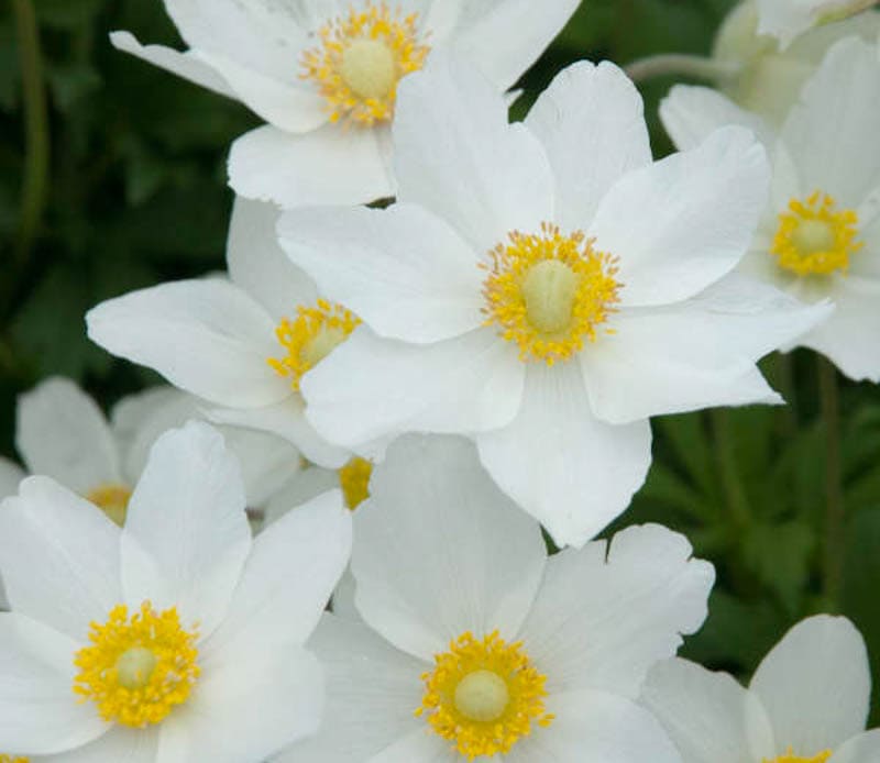 Anemone 'Madonna White' Windflower in a 6" pot features white flowers, each with five delicate petals and vibrant yellow centers, set against lush green leaves.