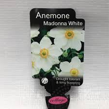 Anemone 'Madonna White' Windflower 6" Pot